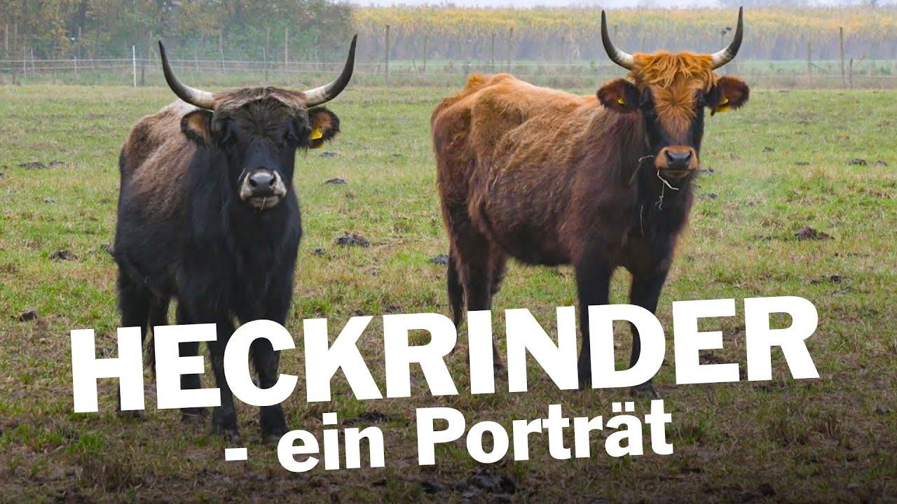 Ein tierisches Erlebnis - Heckrinder in Meißenheim!