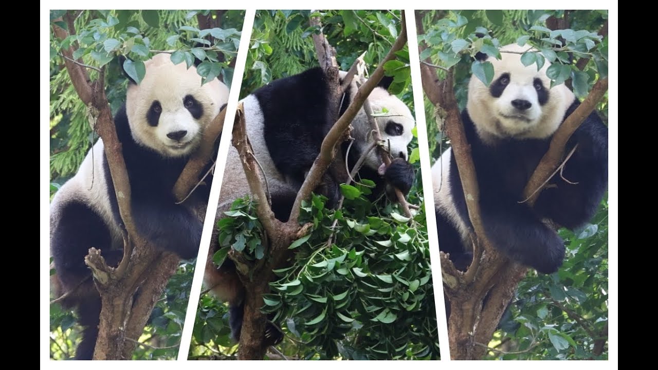 20251211 圓寶掛心茄苳果 狂毀樹枝吃幾顆(早餐中) Giant Panda Yuan Bao