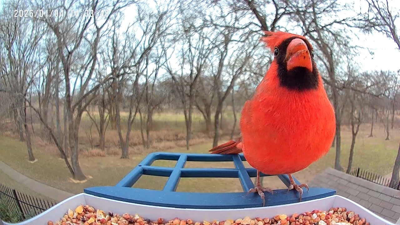 Northern Cardinal Visiting the Feeder