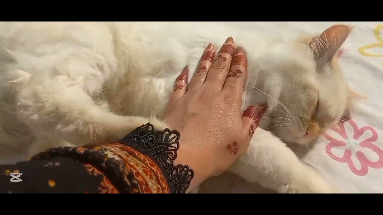 Leo ny kapry phar dye 