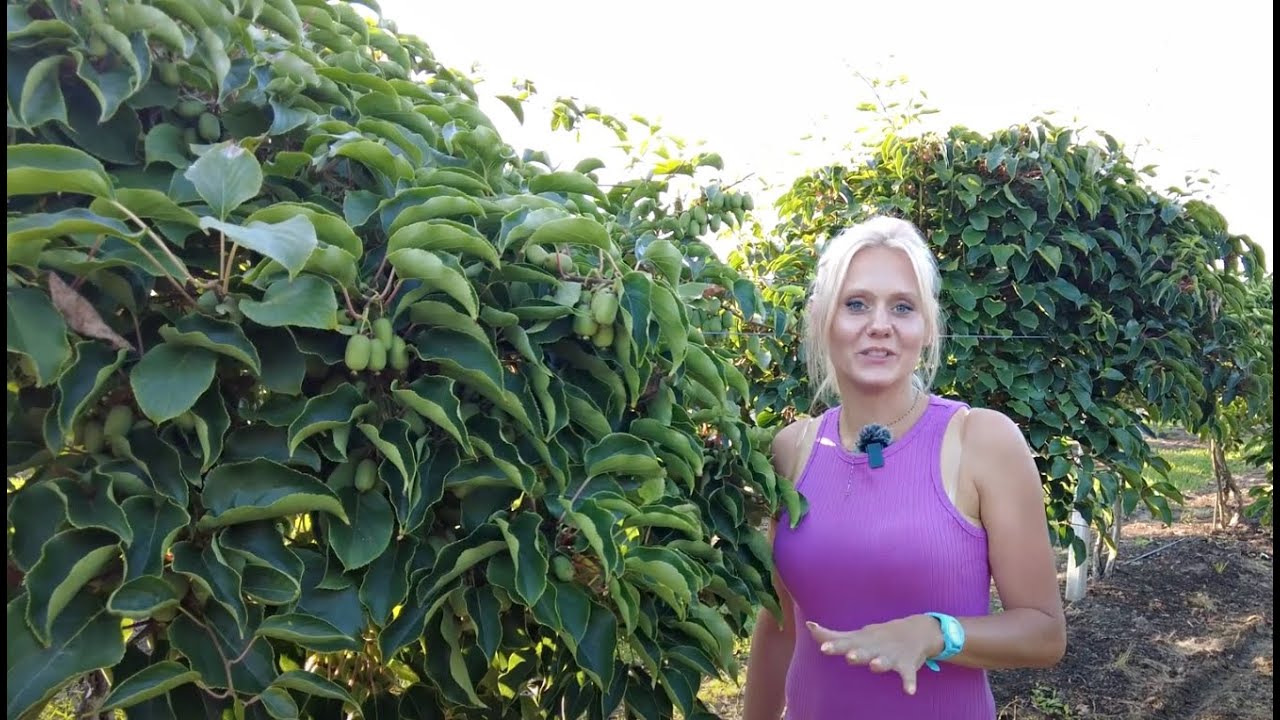 Już wkr&oacute;tce w sprzedaży MINIKIWI. Zobacz jak dojrzewają owoce na plantacji.