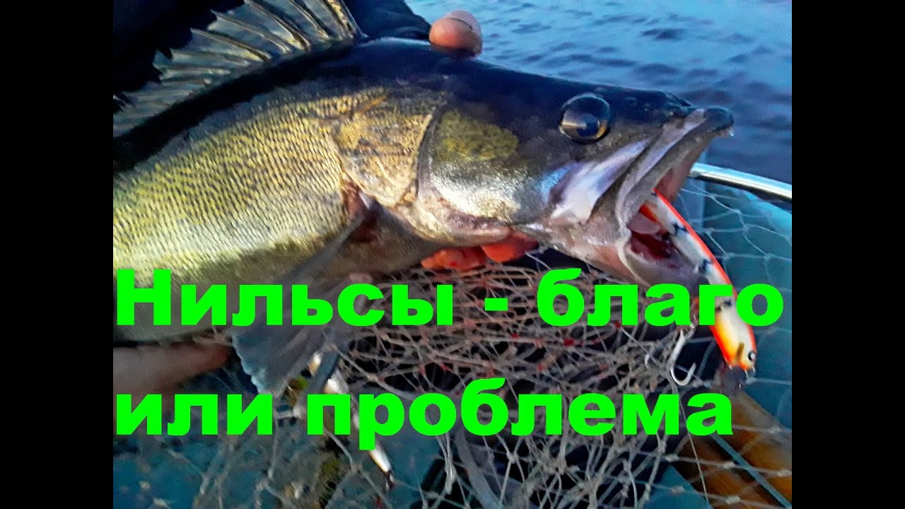 Нильсы - трофейный геморрой.
