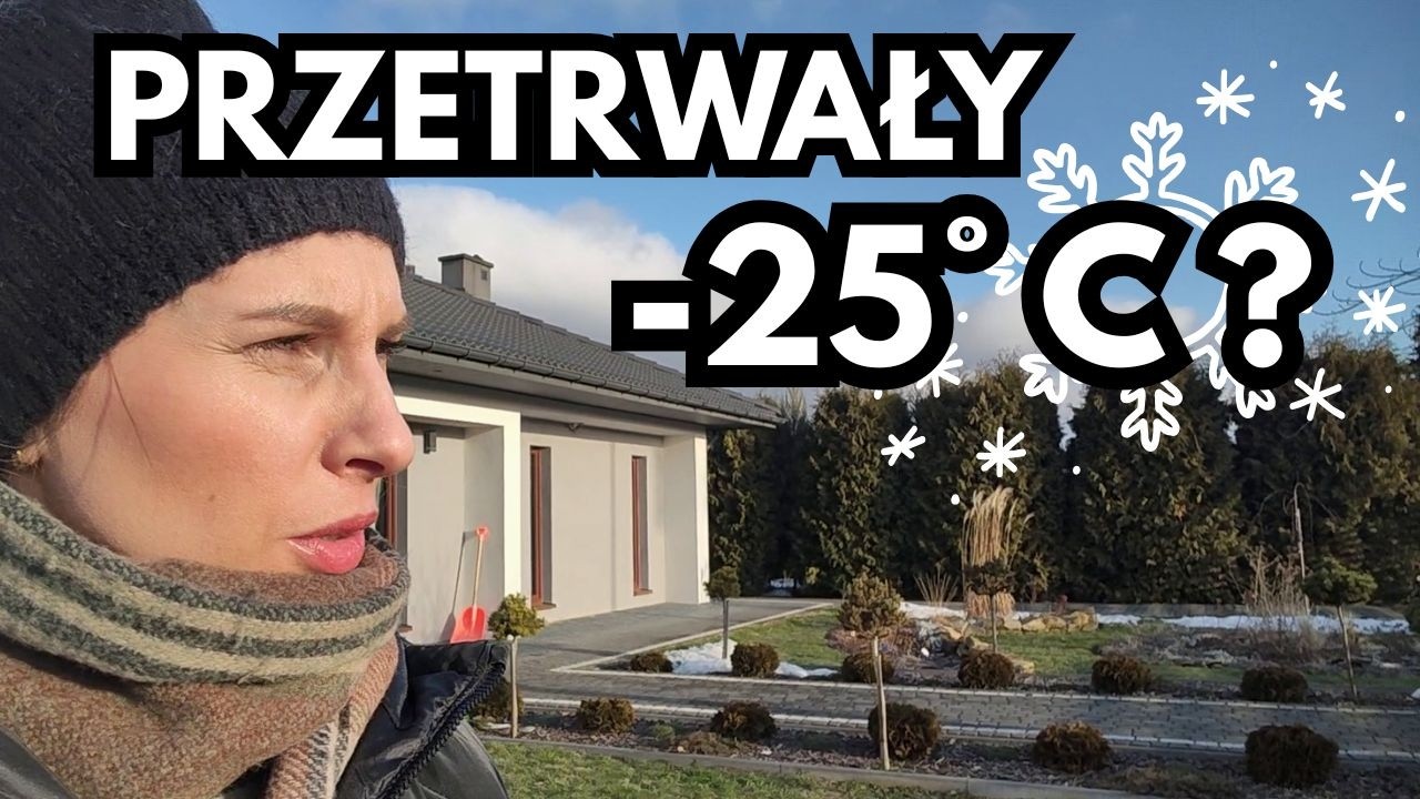 Które rośliny naprawdę przetrwały -25°C? Sprawdzam po zimie