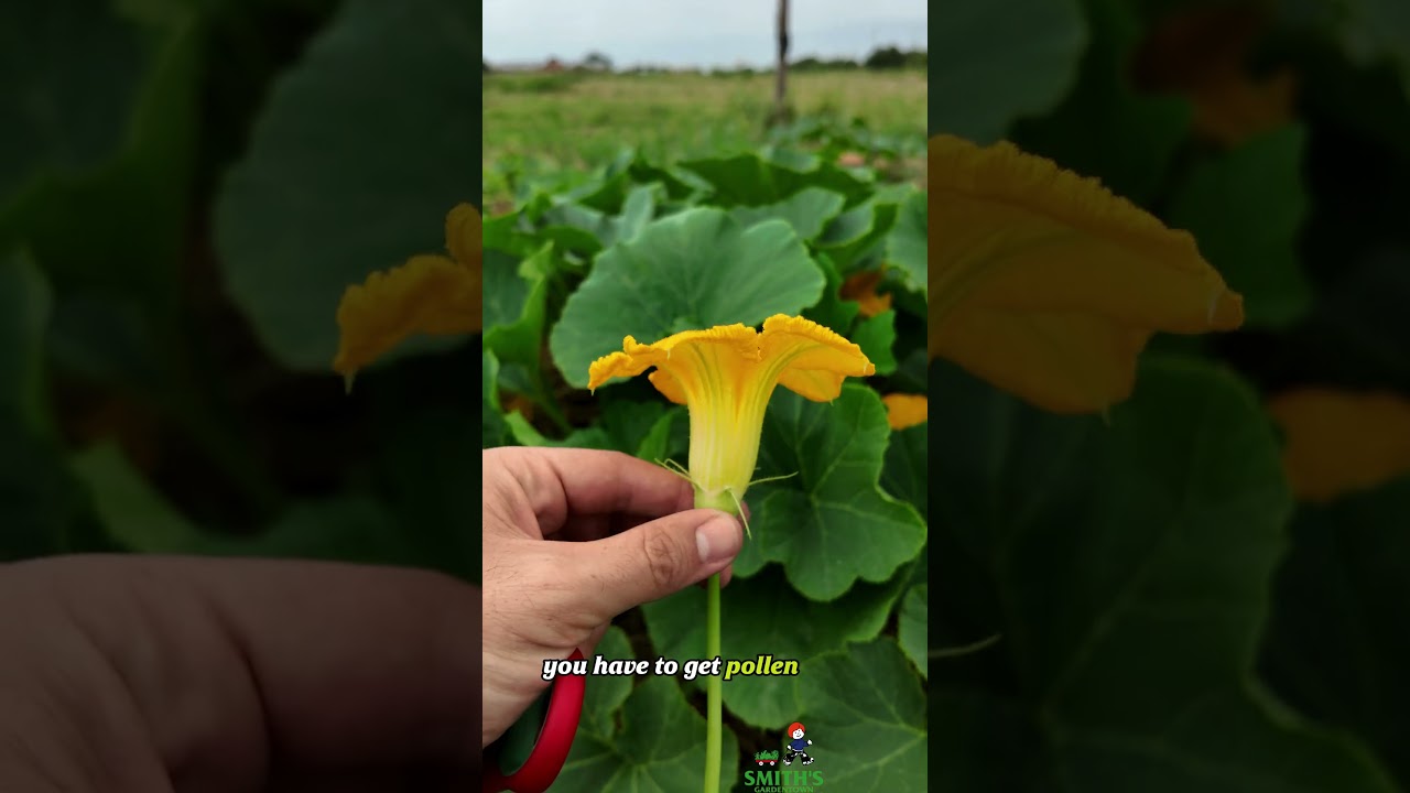 Male vs Female Squash Flowers: Know the Difference! 🌼🥒