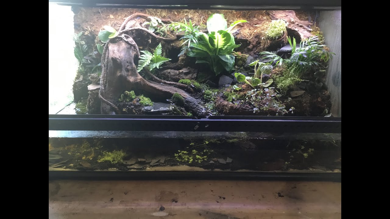 Fire Bellied Toad Bioactive Paludarium Build