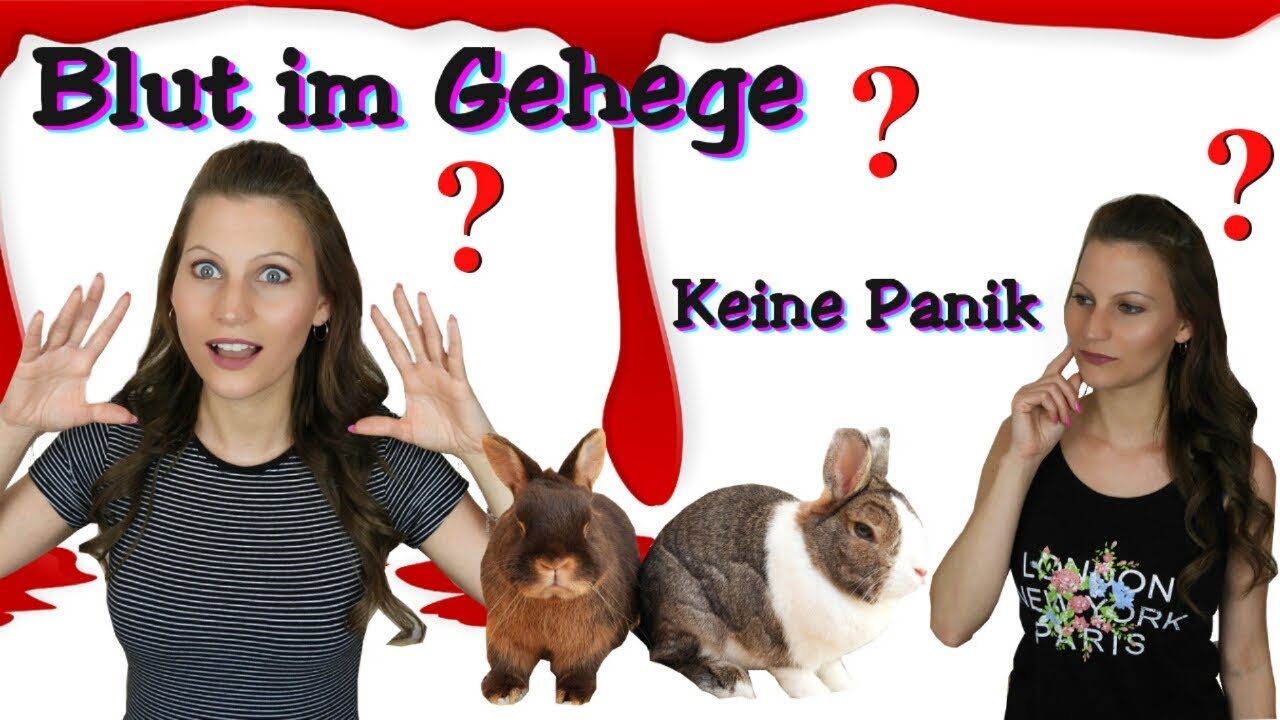 KRANKE KANINCHEN ? Blut im Gehege | Zwergkaninchen
