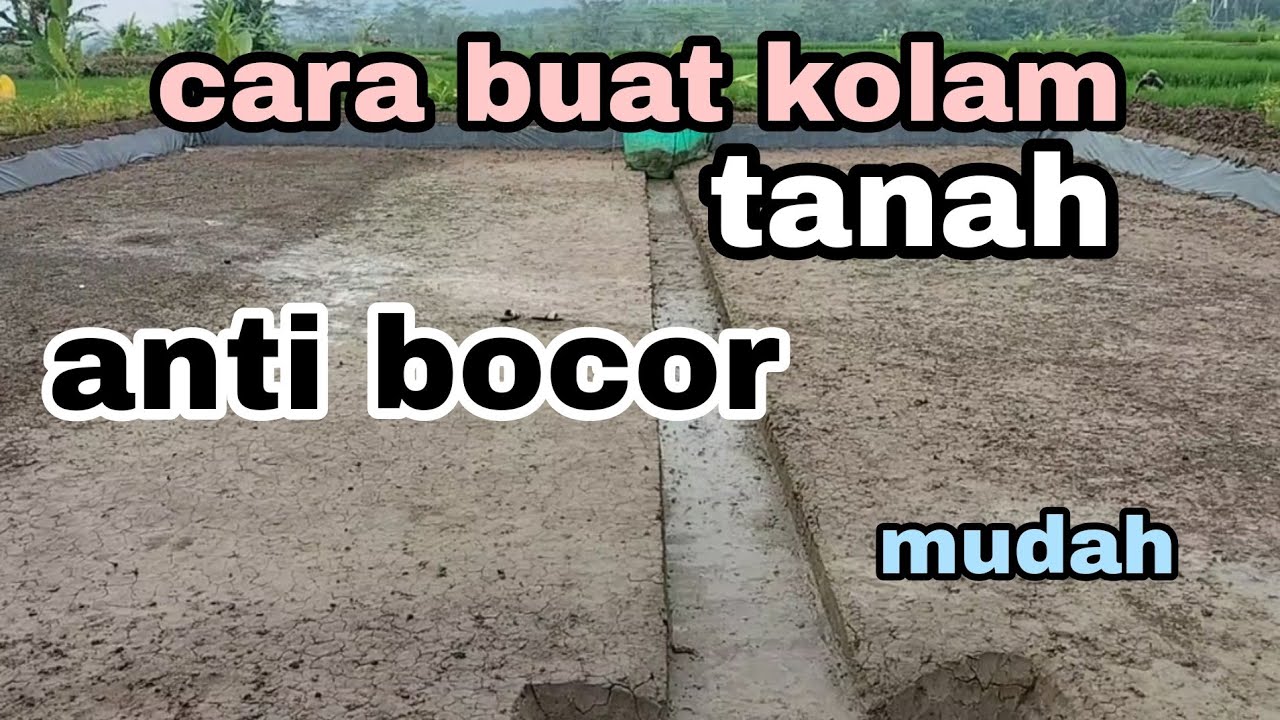 Cara budidaya ikan koi pemula || cara membuat kolam tanah agar tidak bocor | budidaya ikan koi