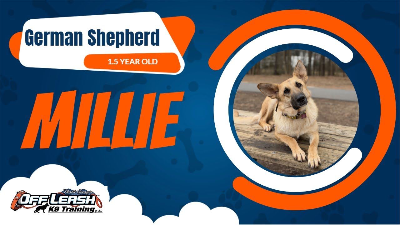 Building Confidence & Off Leash Recall | German Shepherd 2 Week Board & Train Transformation