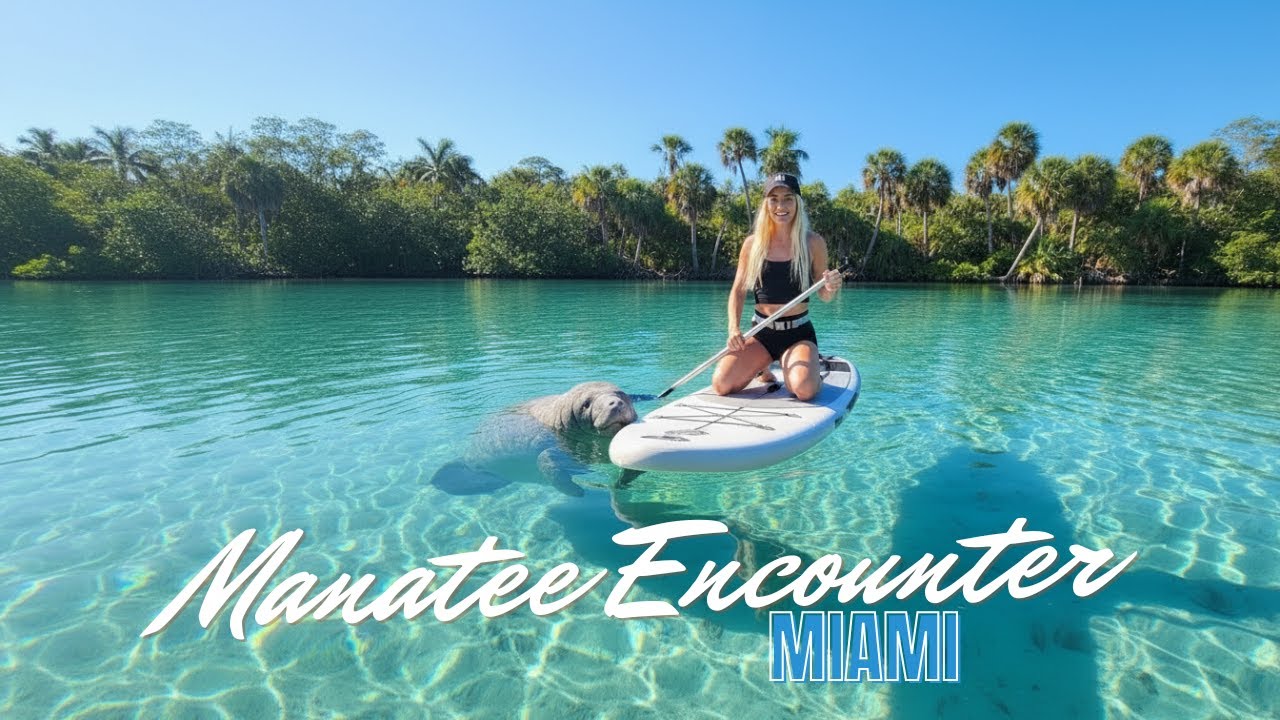 Paddle Boarding With Wild Manatees | Miami’s Hidden Gem