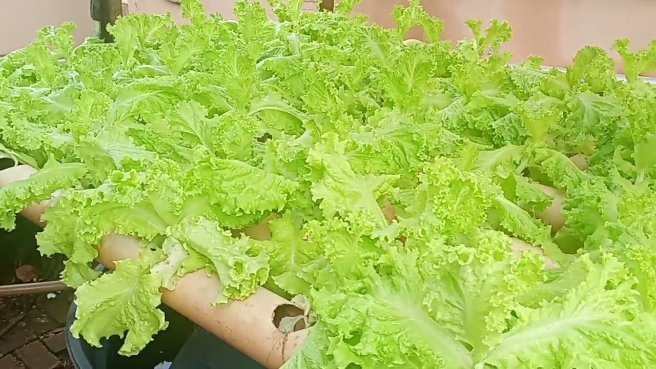 A primeira colheita e a última colheita do ano passado. Há deste ano está para vim