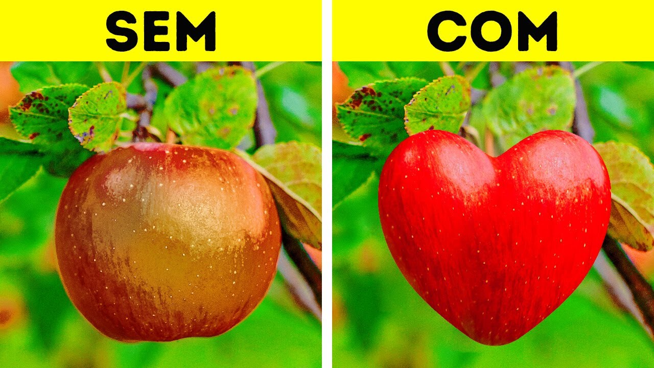 Dicas de jardinagem incríveis e truques para cultivar plantas