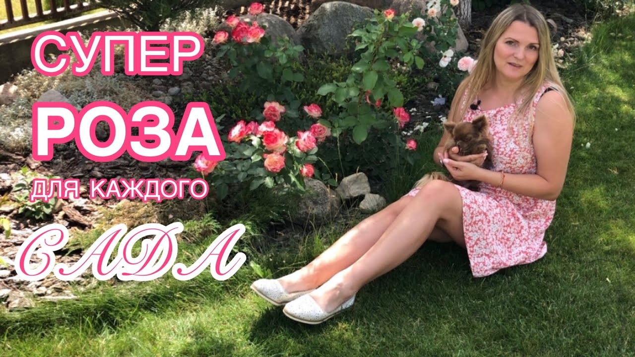 А она мне нравится, нравится, нравится! Неукрывная роза 🌹 Rose Jubile du Prince de Monaco
