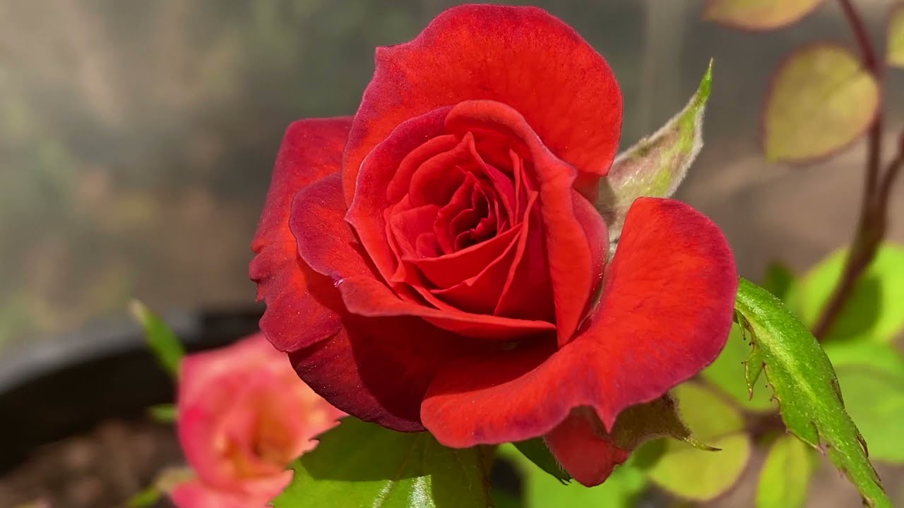 How To Grow Roses From Seed: Final Result Success
