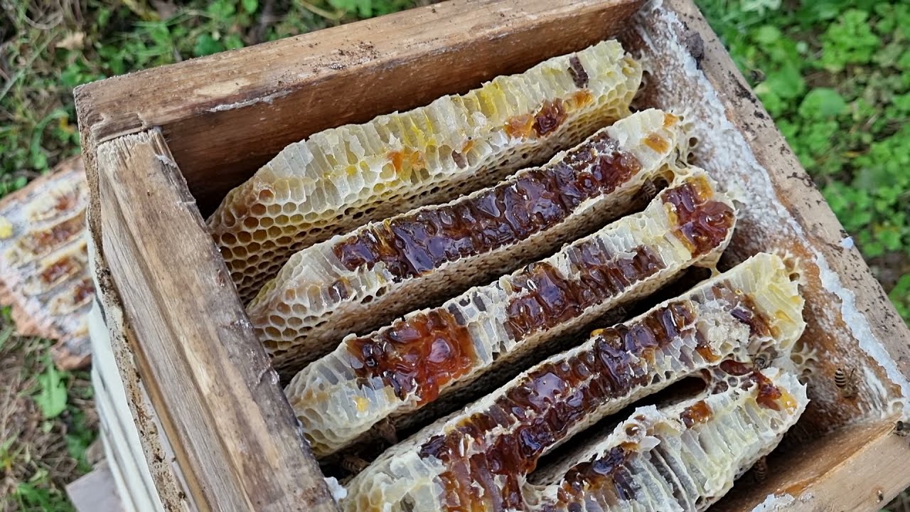 🐝토종벌꿀채밀