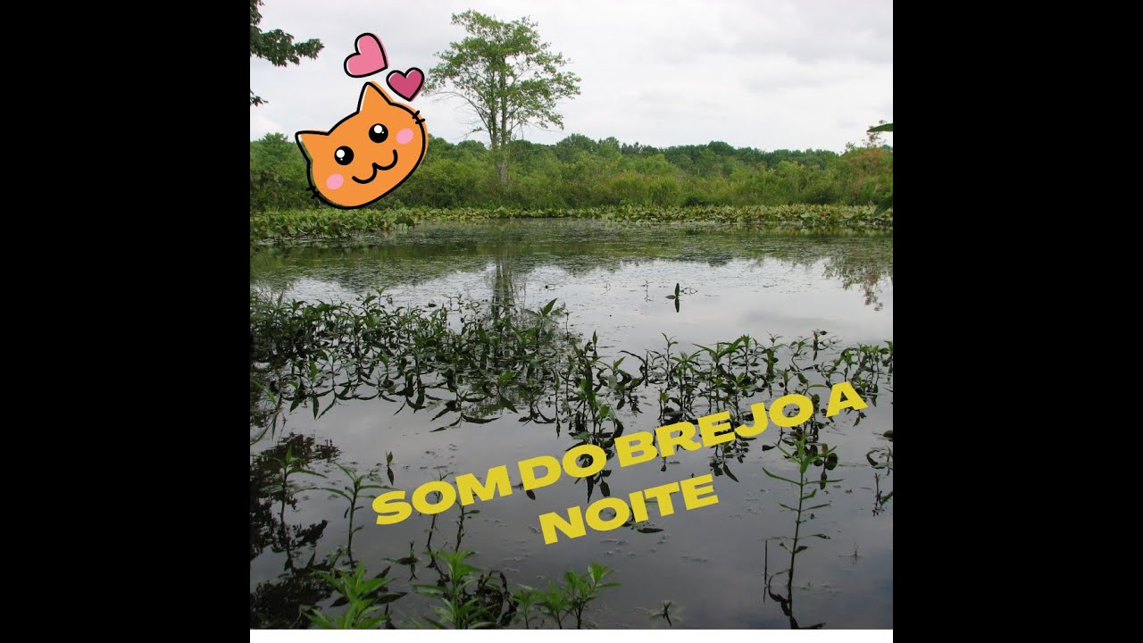 Som do Brejo a noite , Surpreendente.