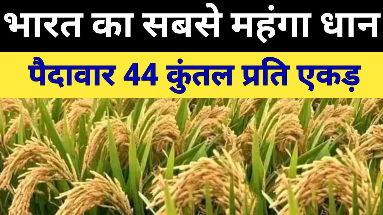 सबसे महंगी बिकने वाली धान की वैरायटी पैदावार 45 कुंतल प्रति एकड़ ।। धान की टॉप 5 वैरायटी