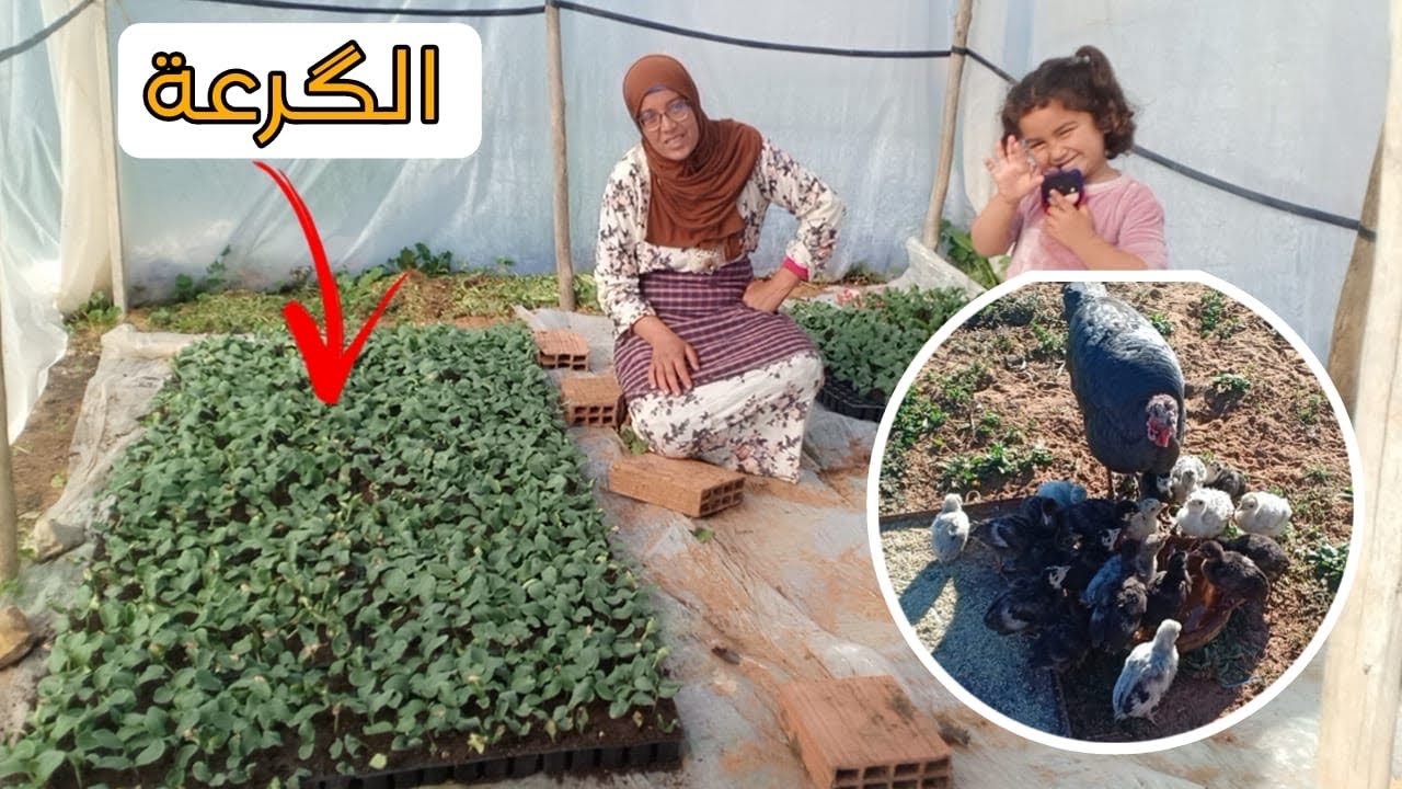 كتاكيت 🐣 الديك الرومي 🦃 ترقيد الگرعة البلدية 🎃قبل زراعتها مع سميرة في البادية