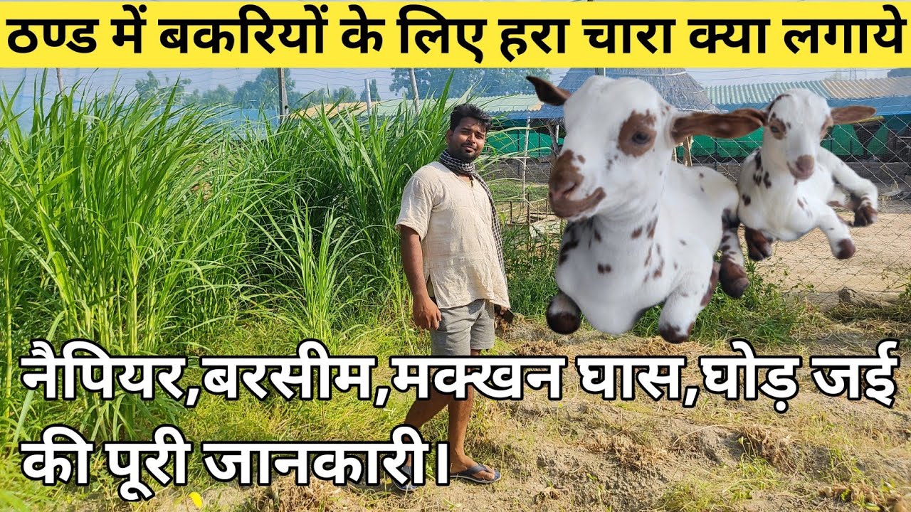 ठण्ड के मौसम में बकरियों के लिए हरा चारा क्या क्या लगाये। Green Fodder for Goat Farming ll
