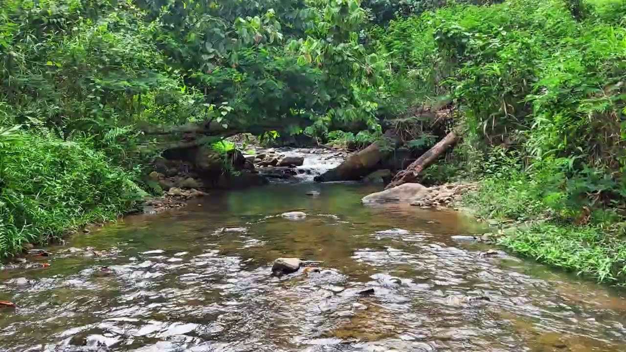 Gentle River Stream in Tropical Forest with Moss Covered Stones Natural Sound Only