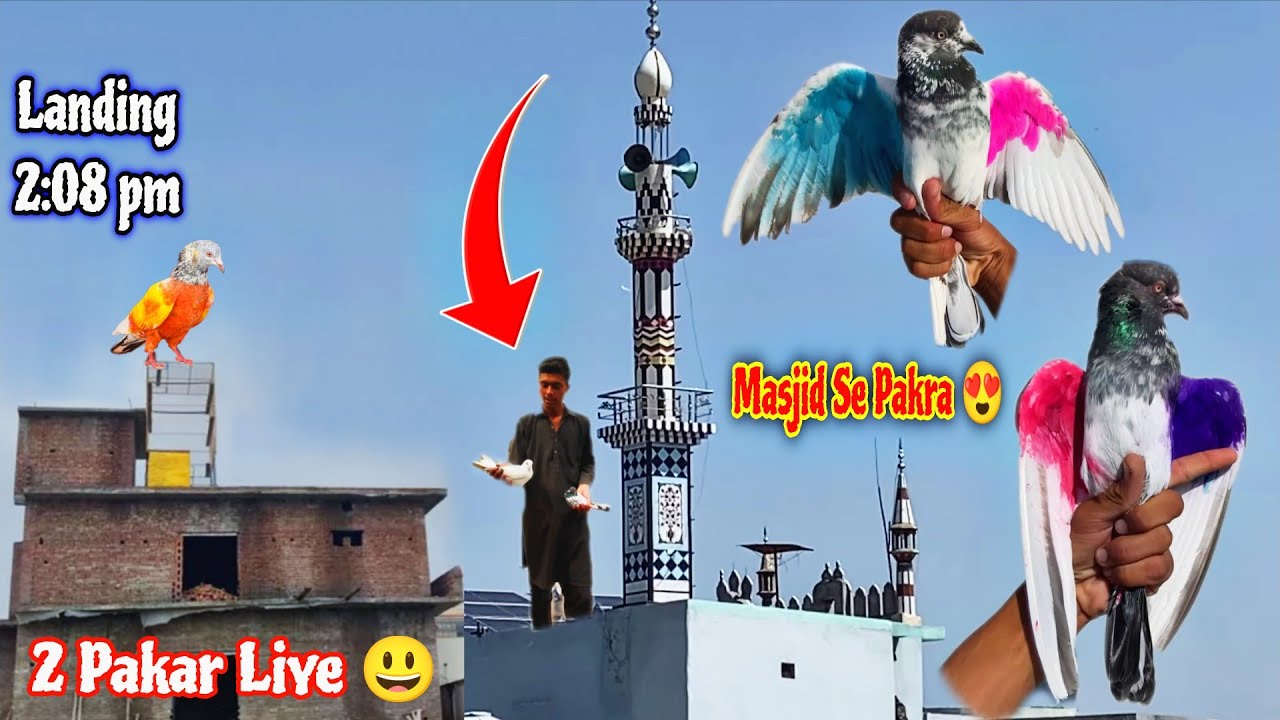 Aj Madiyan Urayi last 2:08pm Landing❤️ Or 2-Kabutar B Pakre🔥