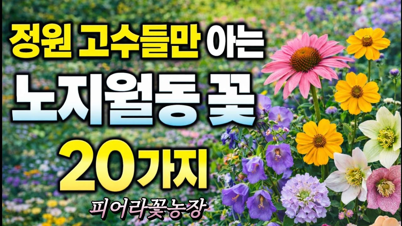 정원 고수들만 아는노지월동 꽃20가지
