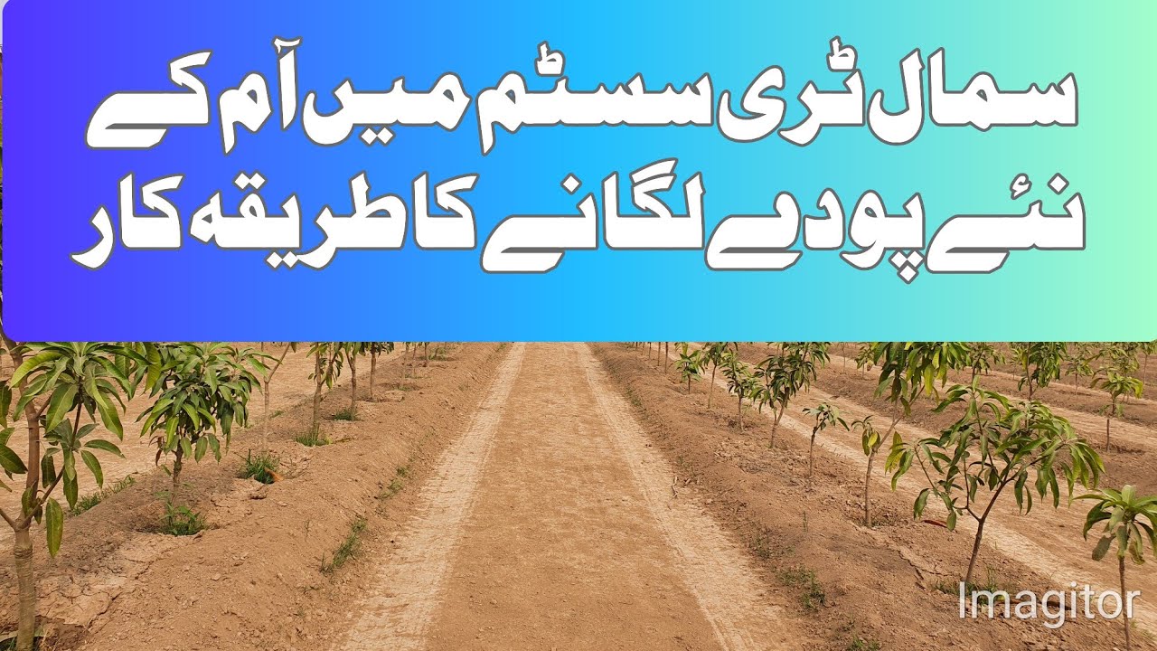 Planting New Mango Trees in Small Tree System | Expert Tips | Asif Hayat Tipu