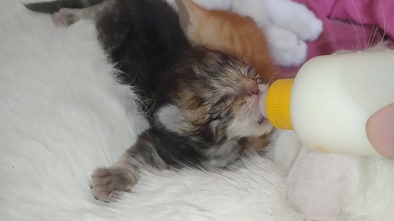 Paralyzed Rescue Kitten Tries to Walk While Others Nurse from Mom 😢🐾