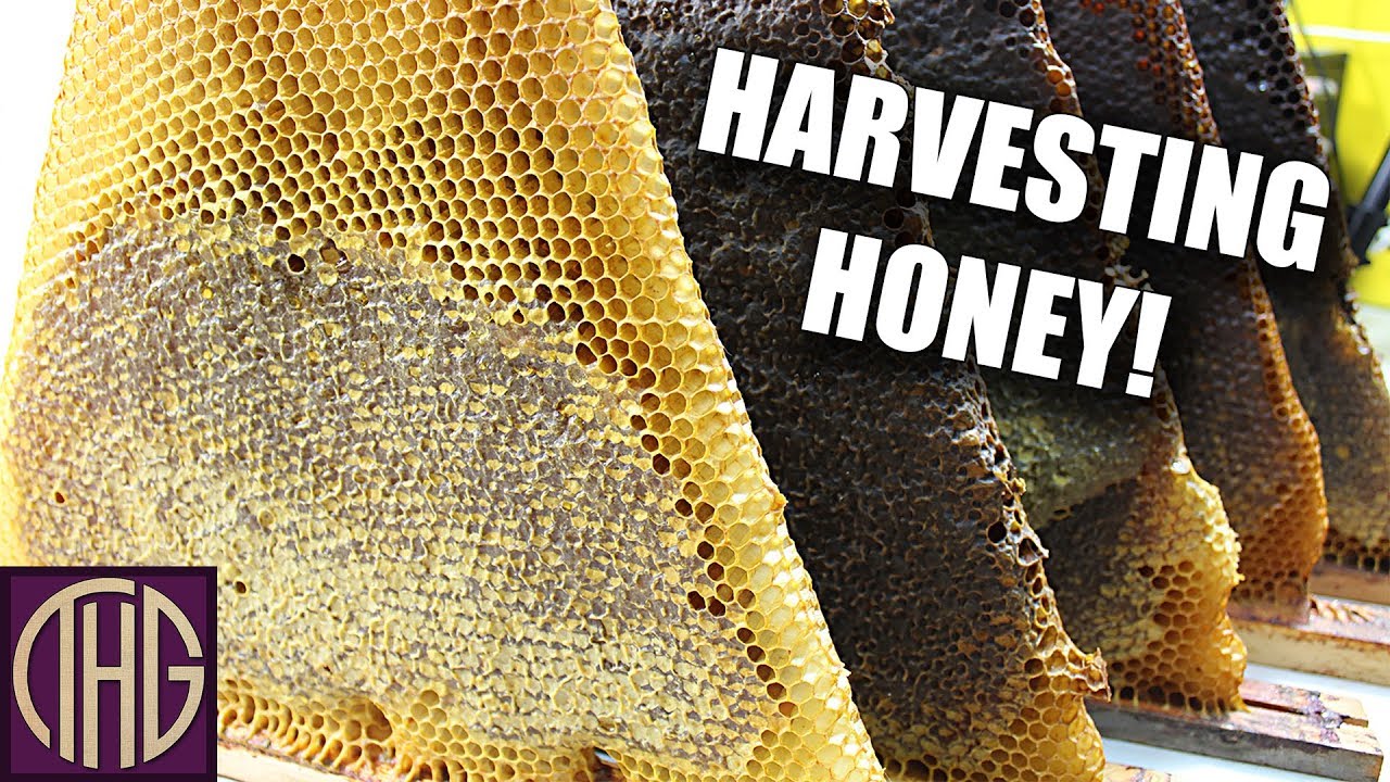 How We Process Honey From Our Top Bar Hive!!