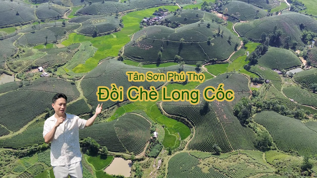 Đồi Chè Long Cốc đẹp như Tranh vẽ tại Tân Sơn Phú Thọ - Địa điểm du lịch mới nổi