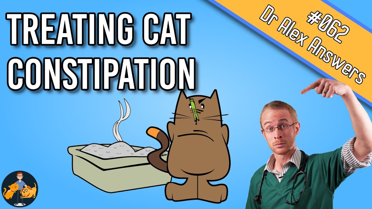 Cat Constipation: Home Remedy, Treatment and Prevention - Cat Health Vet Advice