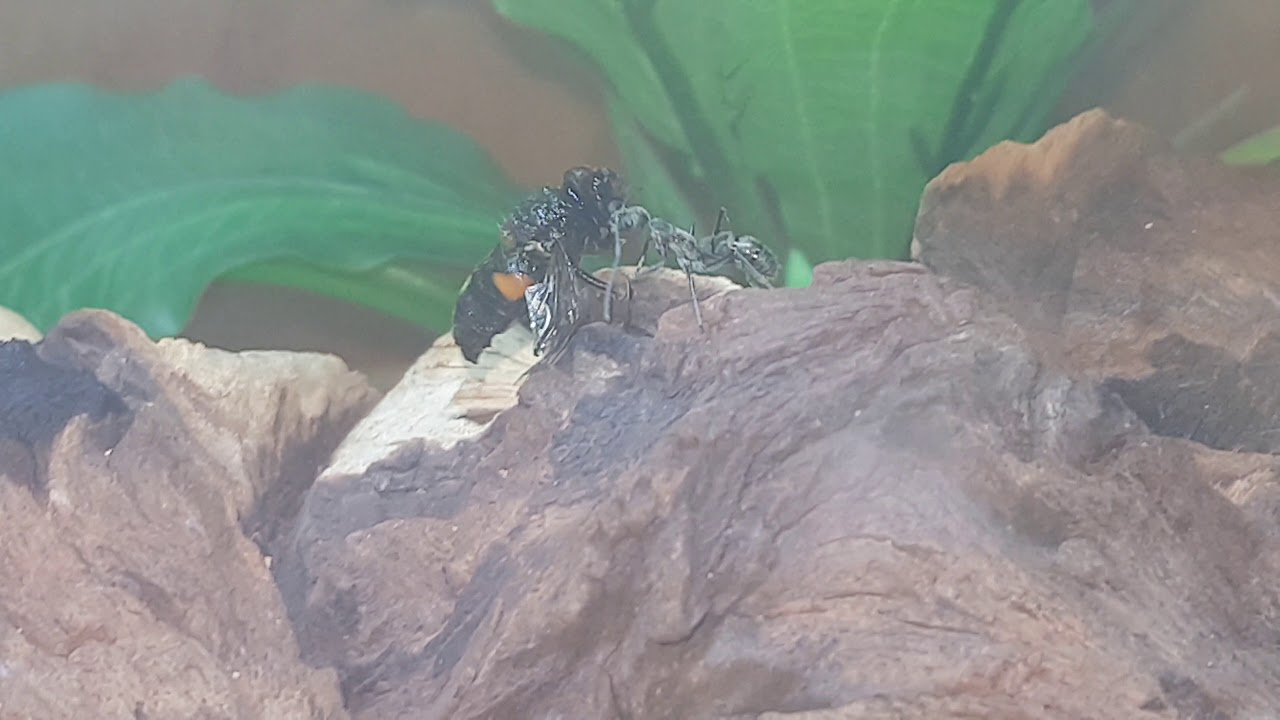 Diacamma Rugosum [Bornean Queenless Ant] dragging bee back to nest