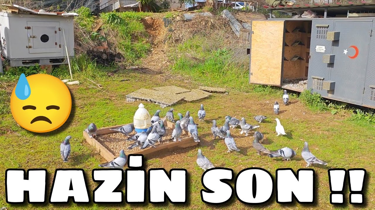 KÜMESİN EN GÜZEL KUŞUYDU YAZIK OLDU‼️#oyunkuşu #güvercin #taklacıgüvercin #pigeon #mardinoyunkuşu 