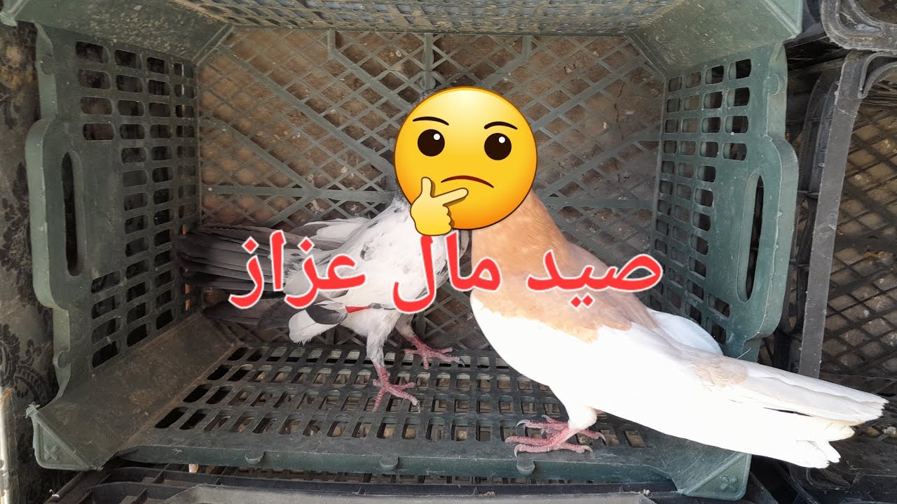 مستمرين بتخريج التور+اكو صيد؟؟؟؟