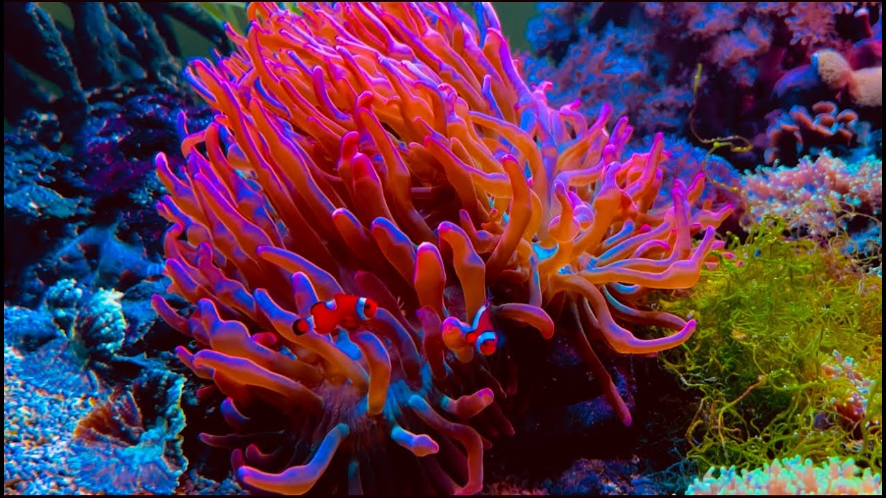 Ocean Gifts / Maritime Museum the Aquarium Gothenburg