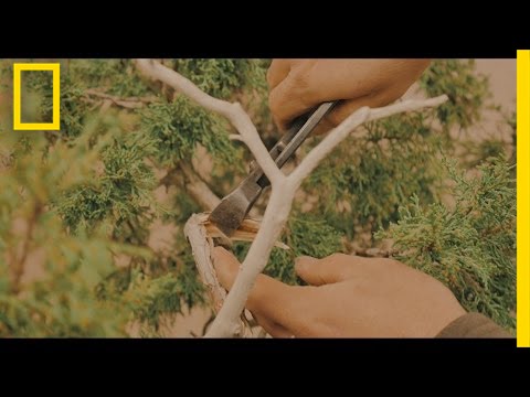 The Art of Shaping a Bonsai Tree | Short Film Showcase