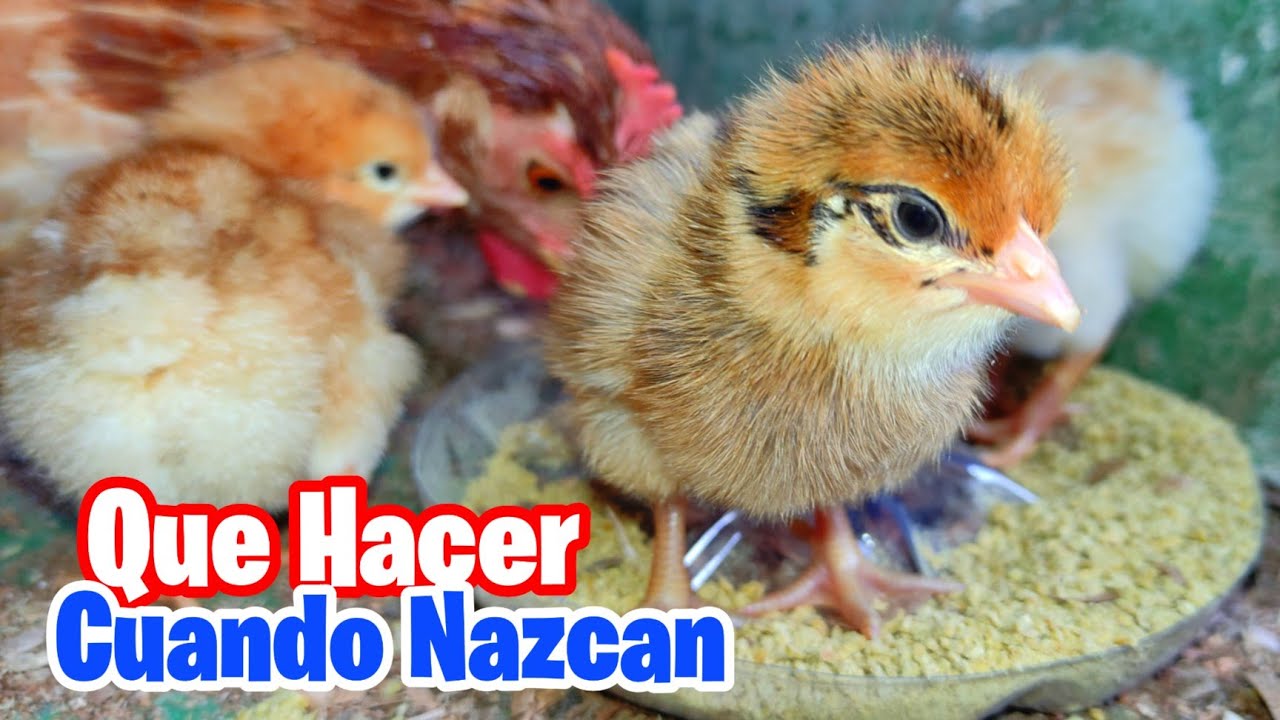 Organizando un lugar para los Pollitos 🐤 ¿Que Hacer Cuando Nazcan los Pollitos? Consejos y Tips