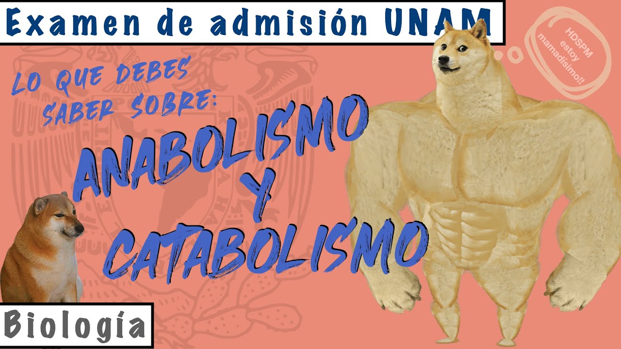 Anabolismo y Catabolismo || Biolog&iacute;a UNAM
