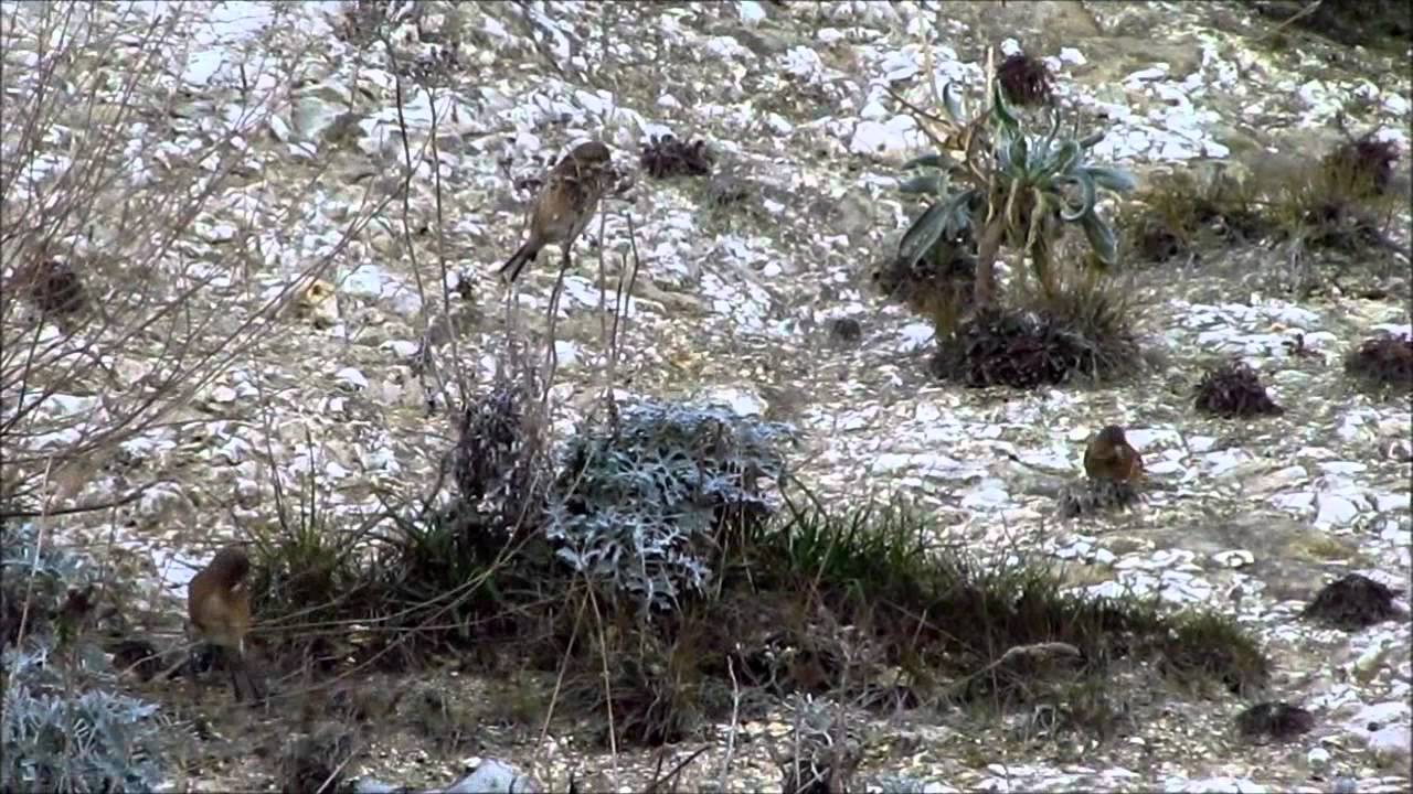 Linnet & Grebe - Dumpton Gap, Thanet