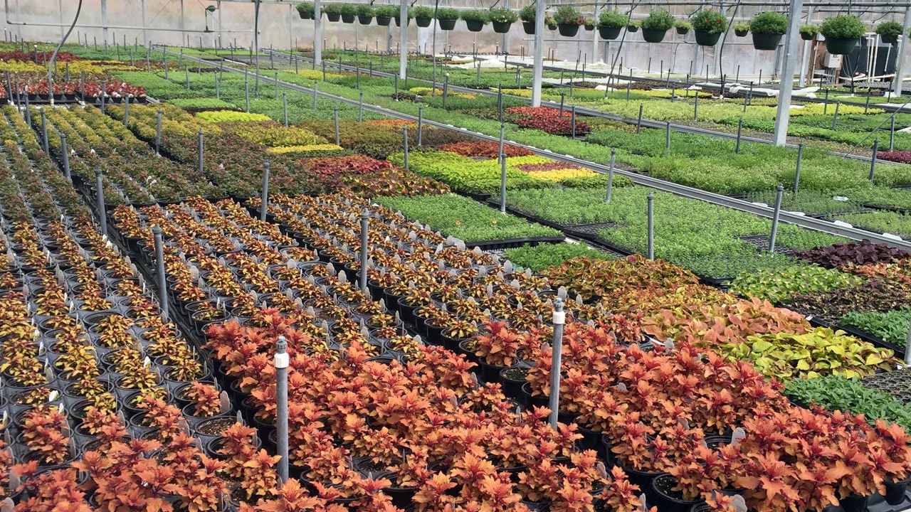 Making It Grow - Gravano Farms