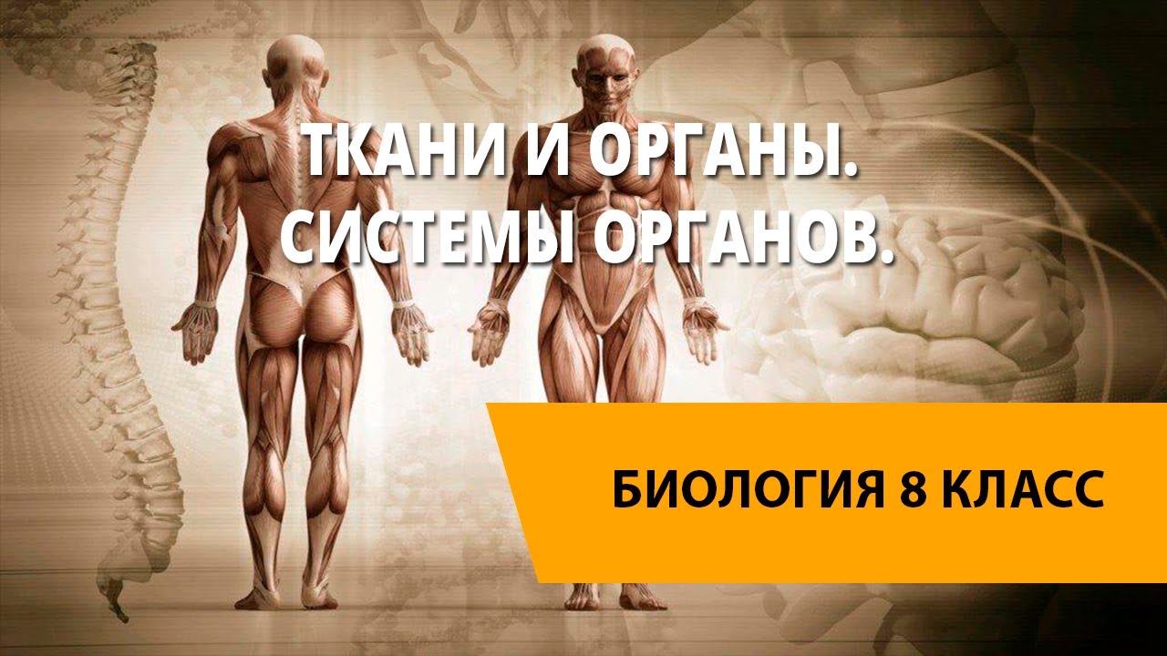 Ткани и органы. Системы органов