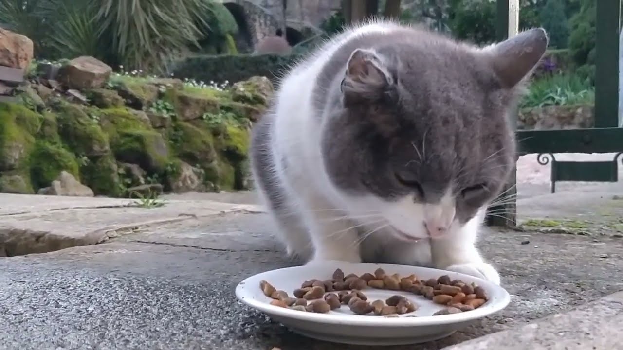 Happy Sunday Noms with the Vaticats! 😇