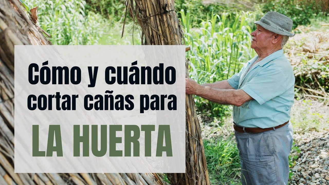 C&oacute;mo y cuando cortar ca&ntilde;as para la huerta