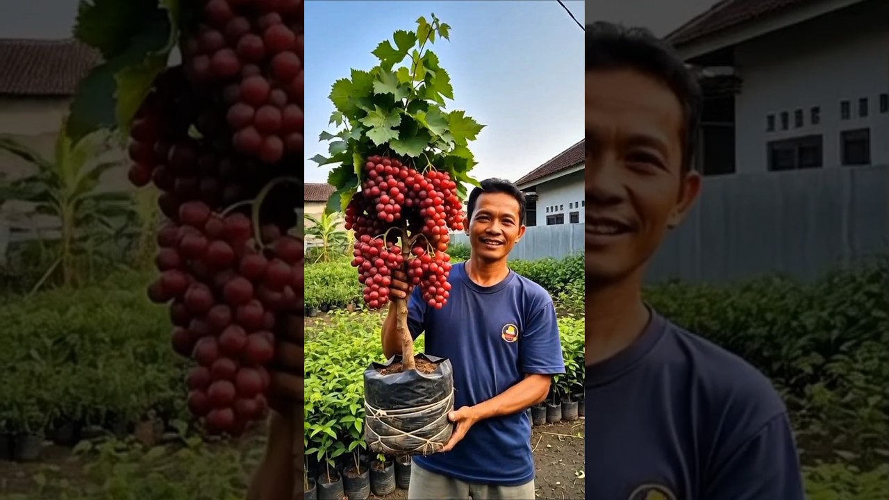 Bibit anggur cepat berbuah😍#buah #anggur #fyp #tanaman #pertanian
