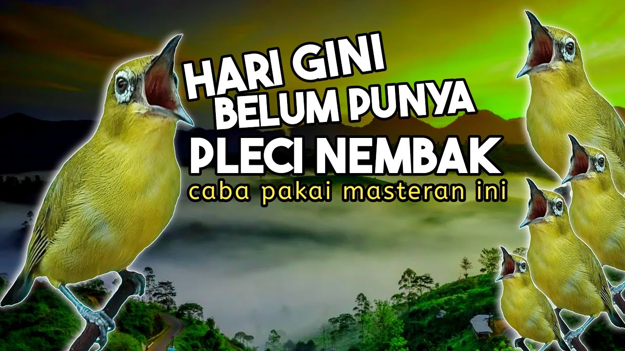 🔴 LIVE Masteran Pleci Nembak Super Panjang Terbaru