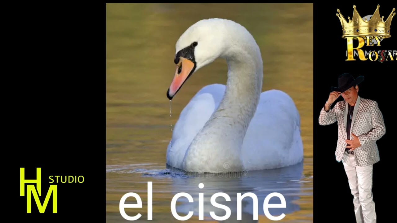 El cisne rey rosas