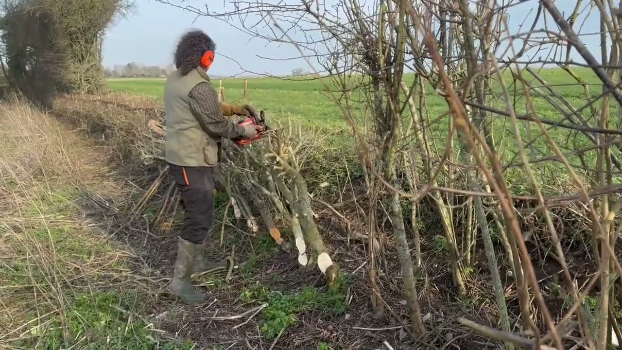 Hedgelaying demo @noningtonfarms @rural courses