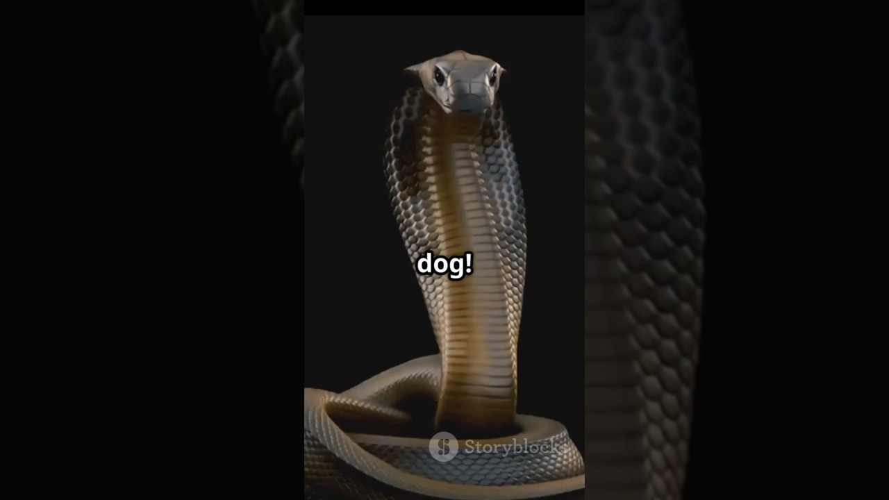 Snake mystery. 