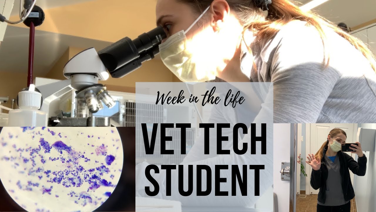 Week in the life of a VET TECH Student
