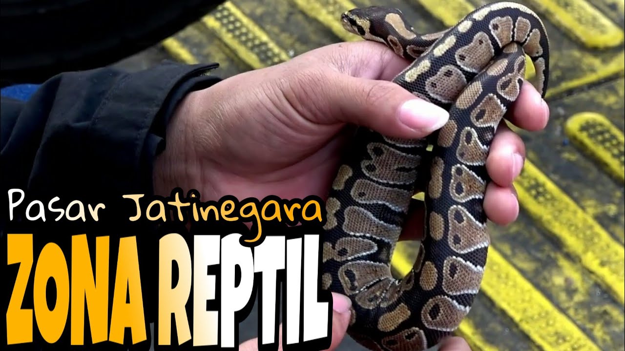 ZONA REPTIL - Pasar Jatinegara