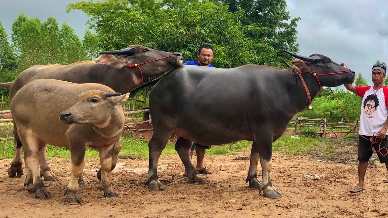 ฮ้อยนุ๊จัดทีเด็ดอีกแล้ว!!แม่ใหญ่ๆส่งลูกดีๆมี6รายการราคาไม่แพงชื้อ-ขาย-แยกเปลี่ยนได้อีก 092-967-6988